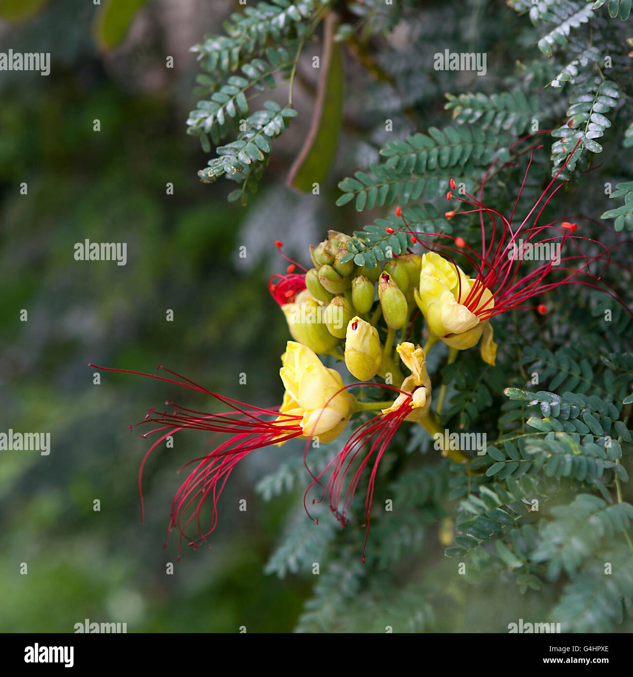 Barbados Pride , peacock Flower ( Caesalpinia pulcherrima (L.) Sw.) Stock Photo