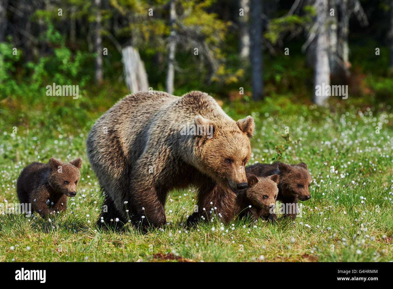 Brown mother bear protecting her cubs in a Finnish forest Stock Photo ...