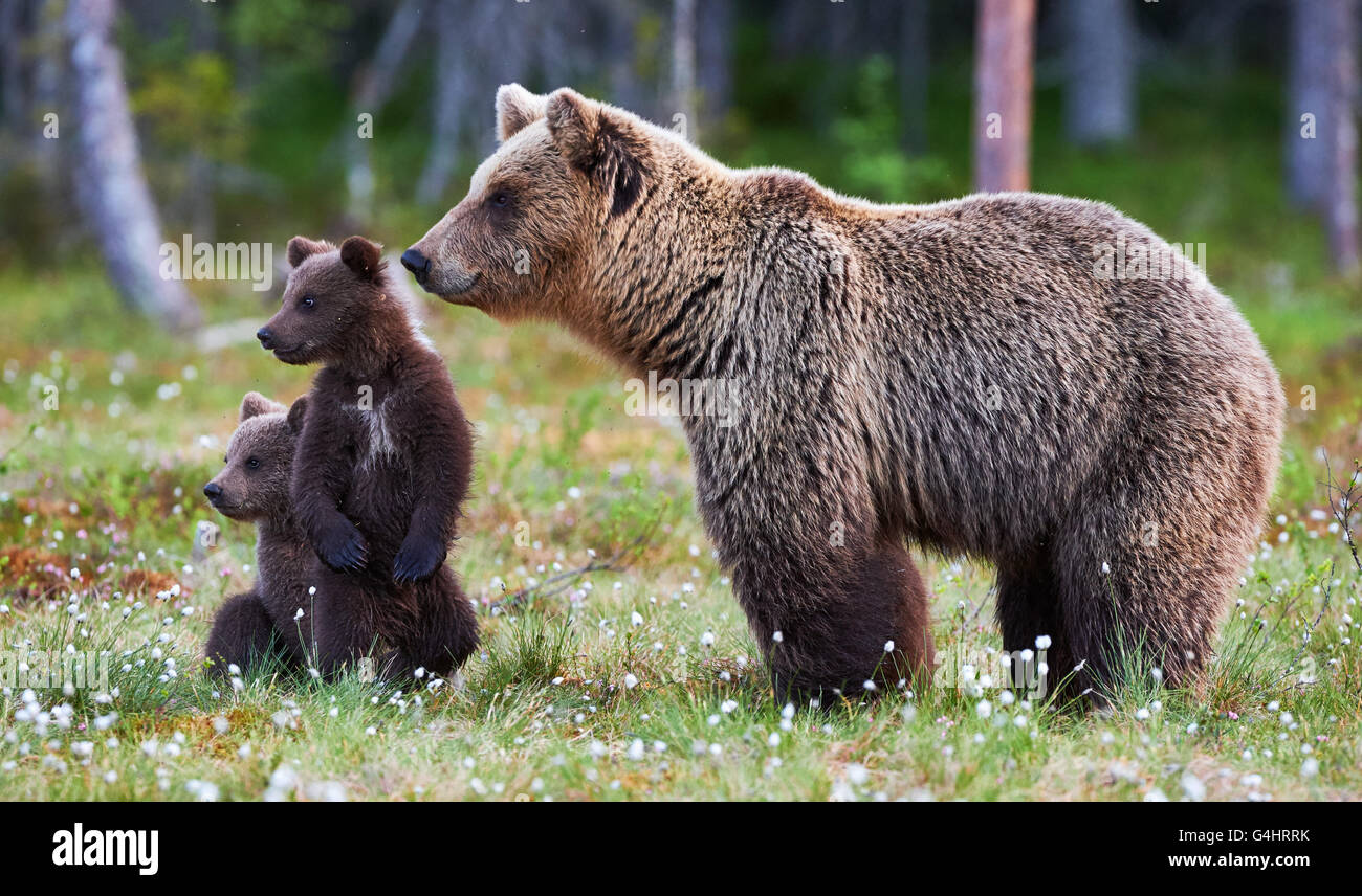 Brown bear cubs standing and her mom close Stock Photo - Alamy