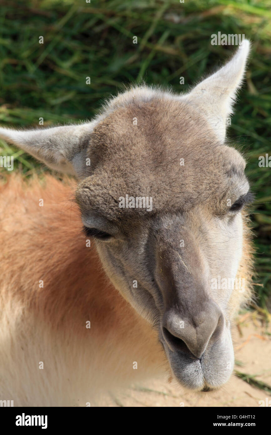 Guanaco, Lama guanicoe, zoo, Veszprem, Hungary, Stock Photo