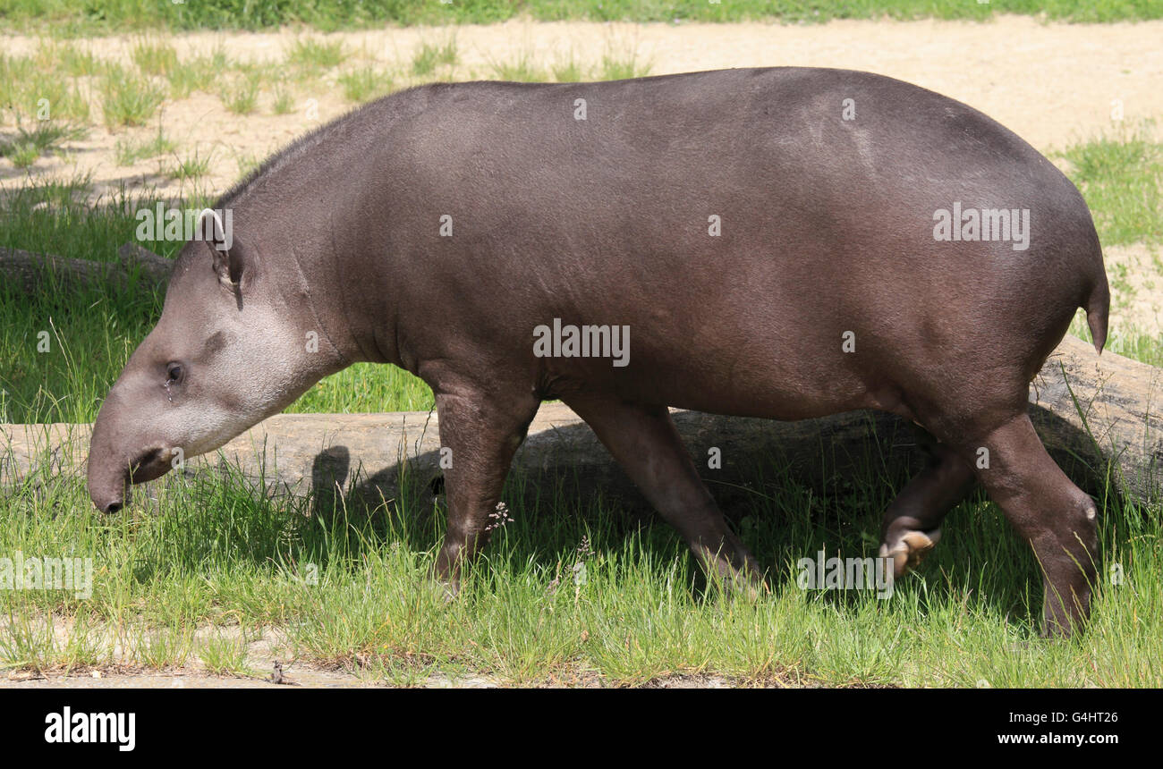 Lowland tapir, Tapirus terrestris, zoo, Veszprem, Hungary, Stock Photo