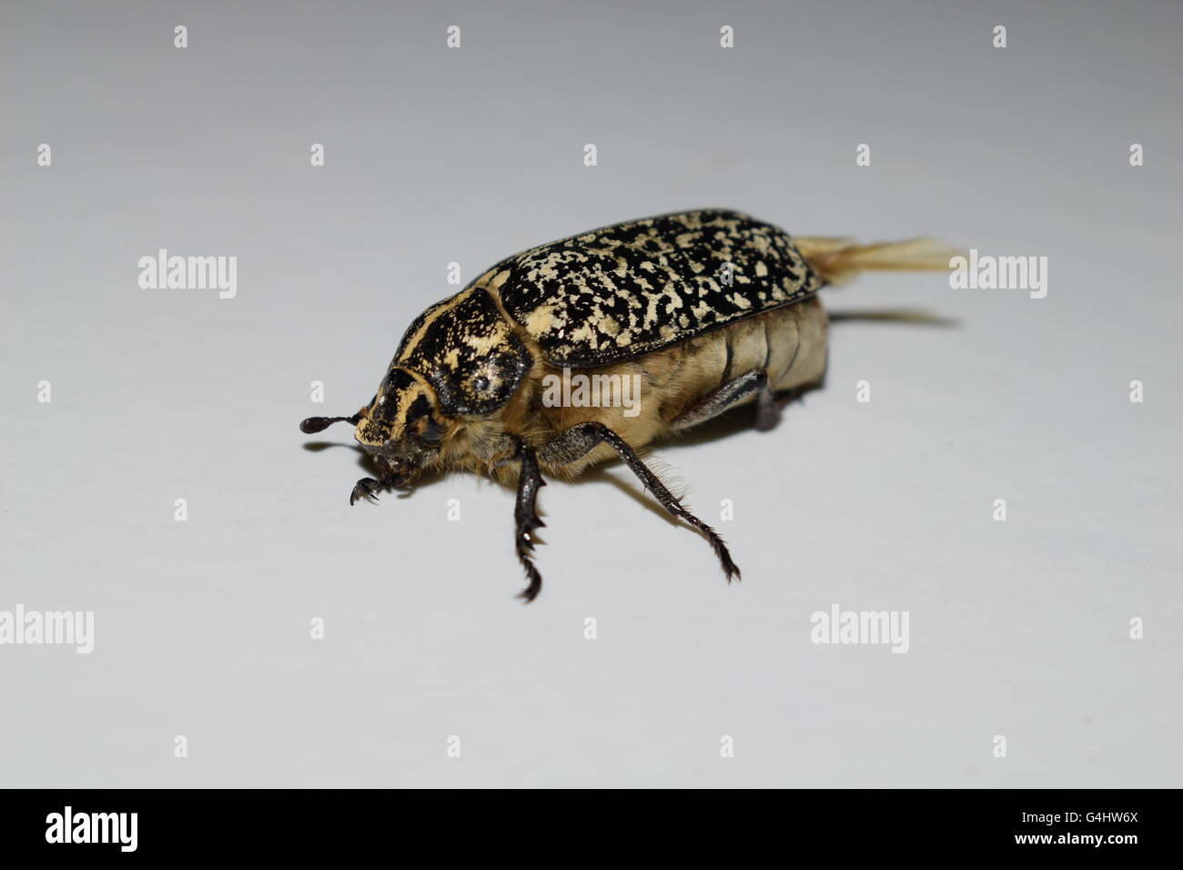 Flying hissing beetle or cockroach Stock Photo - Alamy