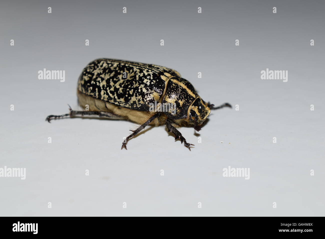 Flying hissing beetle or cockroach Stock Photo - Alamy