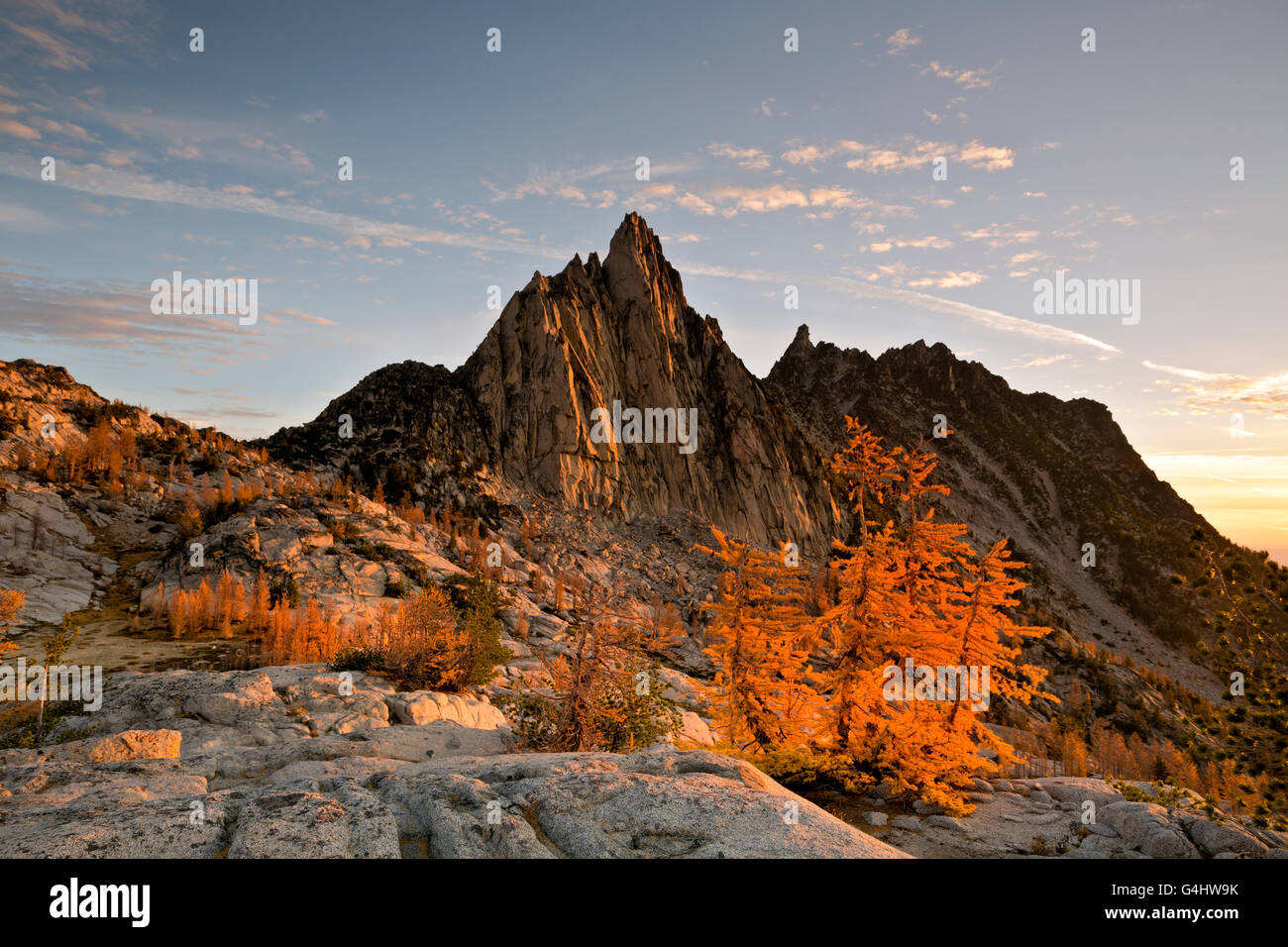 WASHINGTON - Early morning light on larch trees near Prusik Peak in the ...