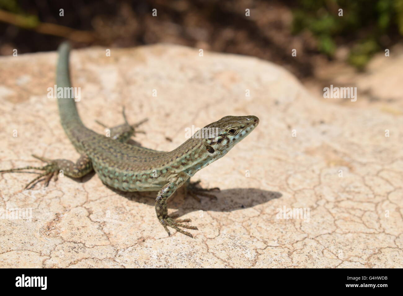 (Podarcis Pityusensis) Formentera wall lizard resting on stone Stock Photo