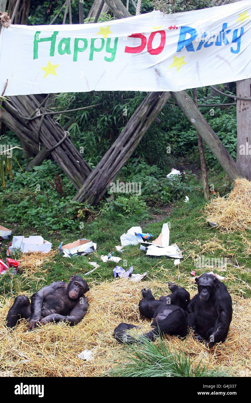 Chimpanzees at Edinburgh zoo open presents packed with food as as part