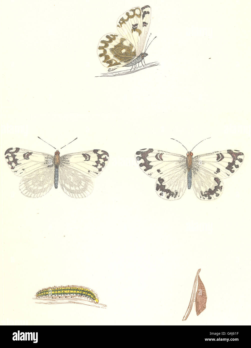 BUTTERFLIES: Chequered White (Morris), antique print 1895 Stock Photo