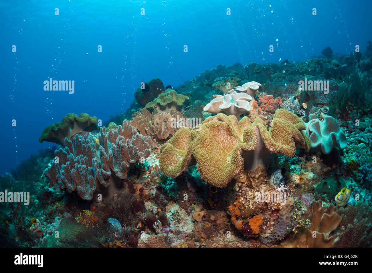Volcanic Gas Bubbles in Coral Reef, Ambon, Moluccas, Indonesia Stock Photo