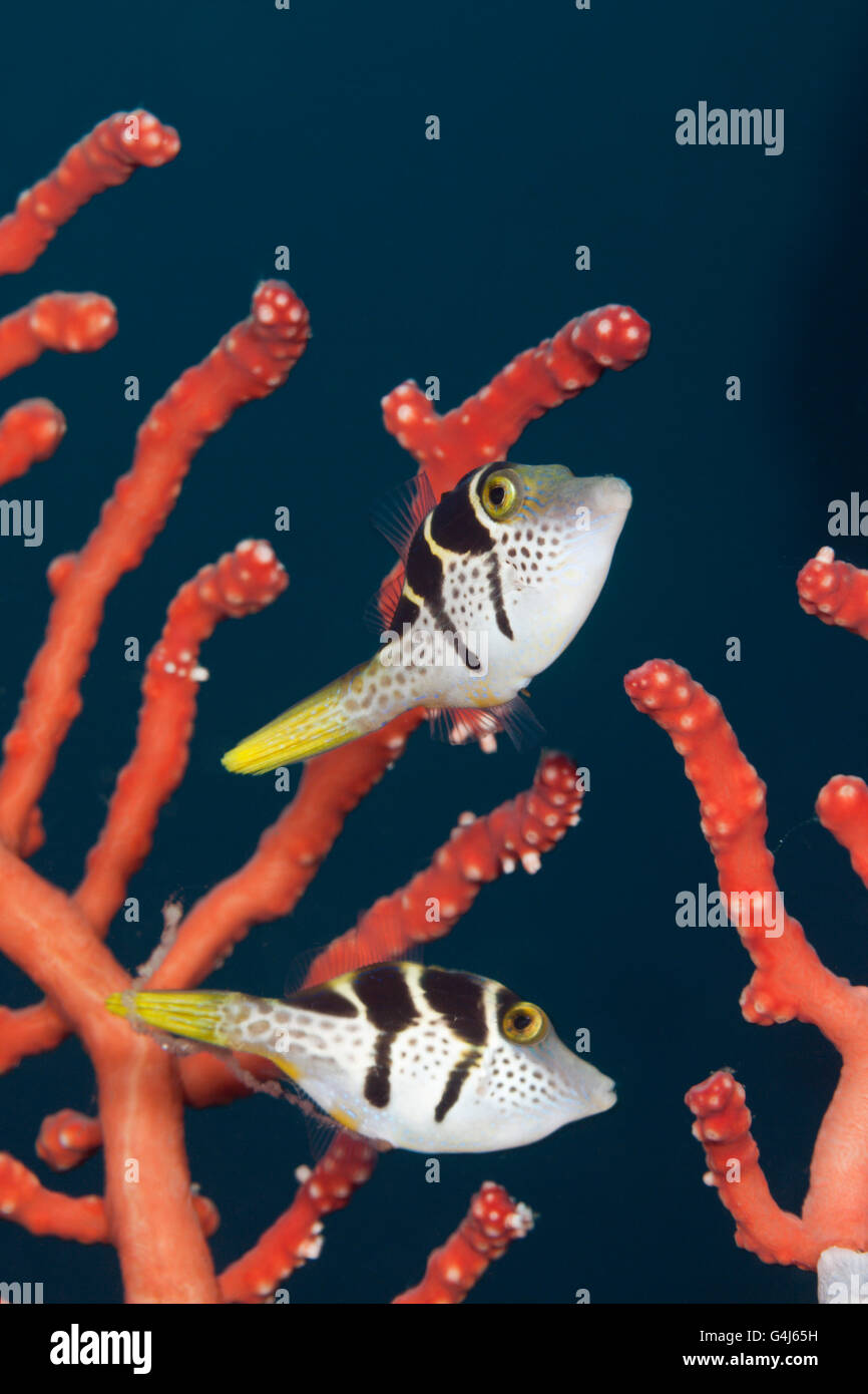 Pair of Black-saddled Puffer, Canthigaster valentini, Ambon, Moluccas, Indonesia Stock Photo