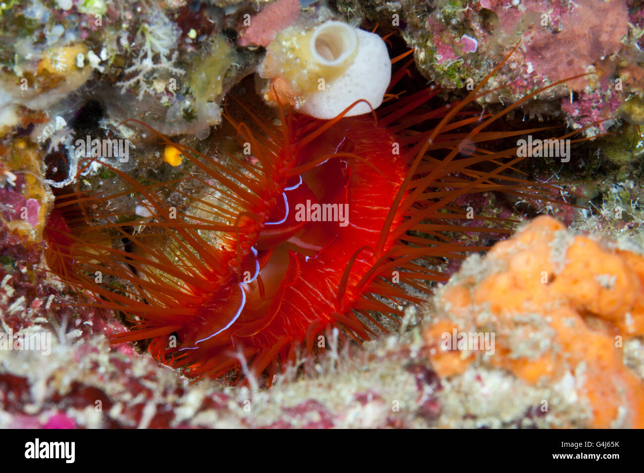 Flame scallop shell - Stock Image - C029/8380 - Science Photo Library