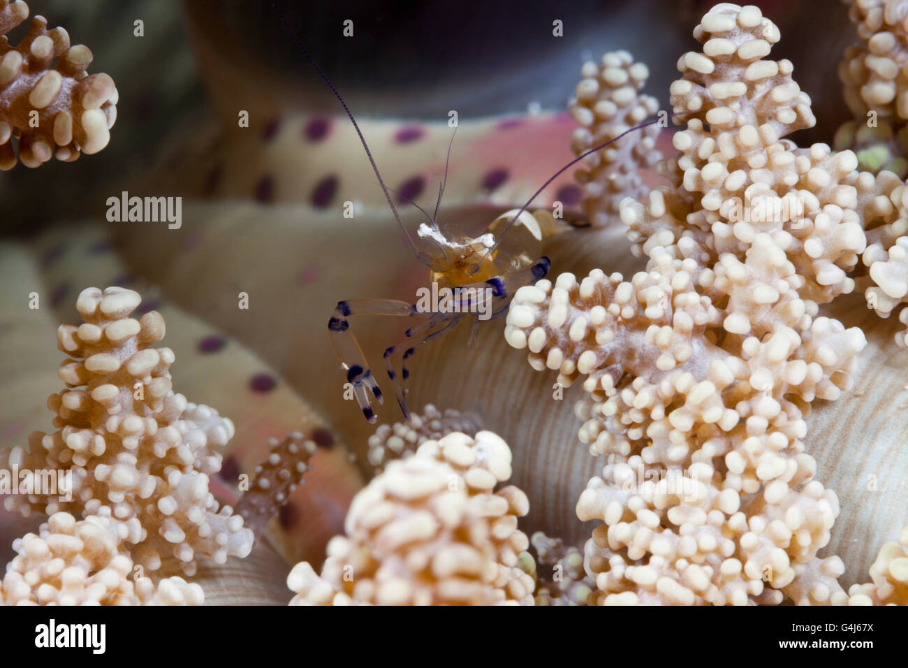 Commensal Shrimp in Sea Anemone, Periclimenes sp., Ambon, Moluccas, Indonesia Stock Photo