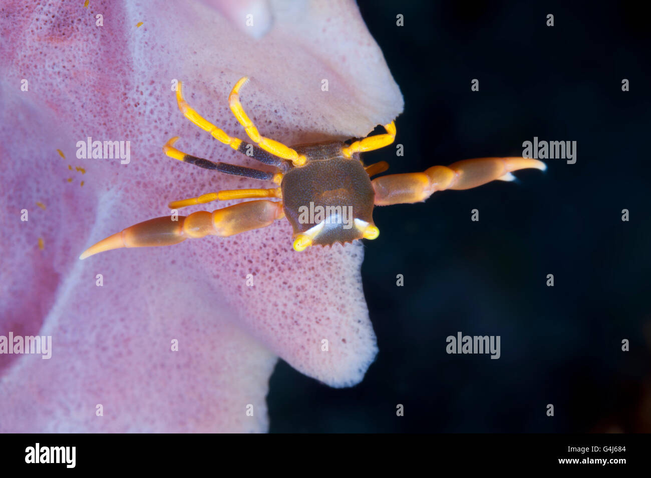 Coral Crab, Trapezia sp., Ambon, Moluccas, Indonesia Stock Photo
