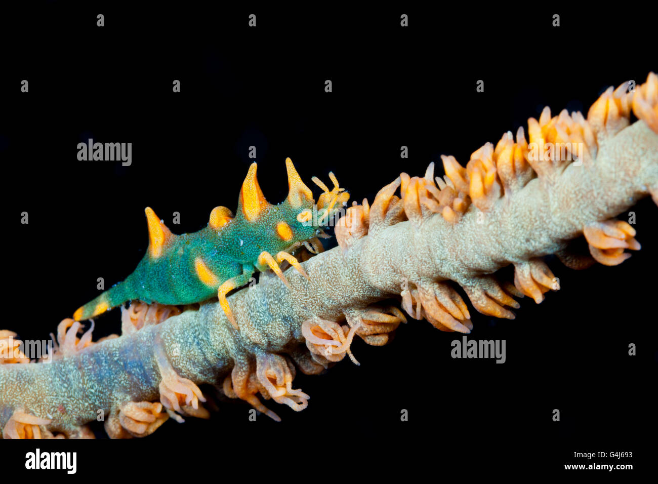 Dragon Shrimp, Miropandalus hardingi, Ambon, Moluccas, Indonesia Stock Photo