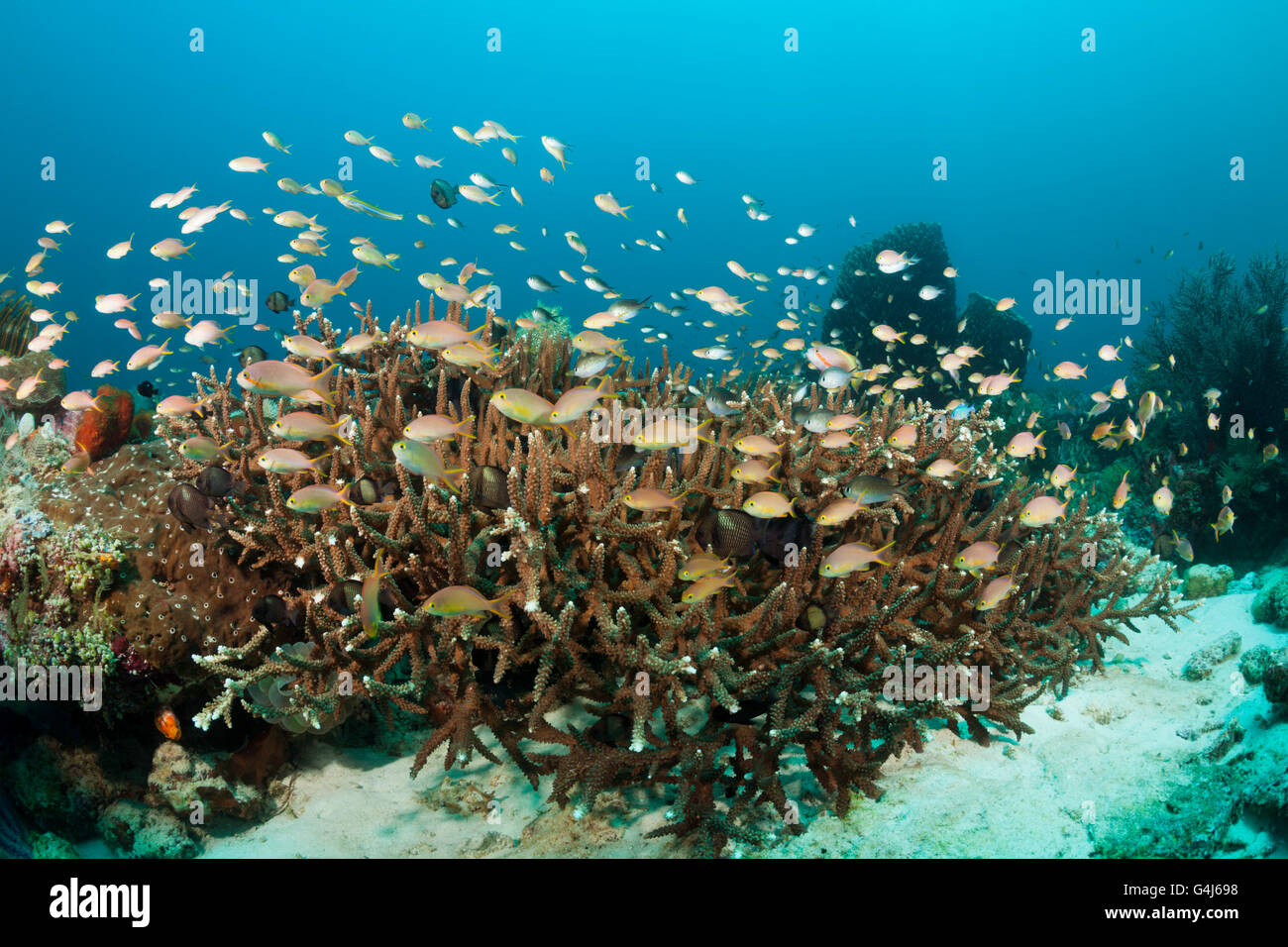 Red Cheeked Anthias over Coral Reef, Pseudanthias huchtii, Ambon, Moluccas, Indonesia Stock Photo