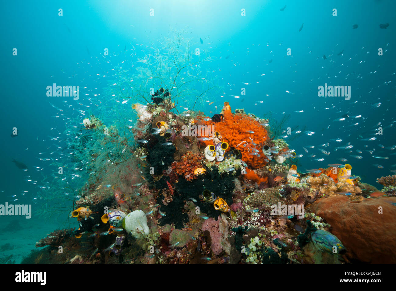 Cardinalfish surrounding Coral Reef, Apogon gracilis, Ambon, Moluccas, Indonesia Stock Photo