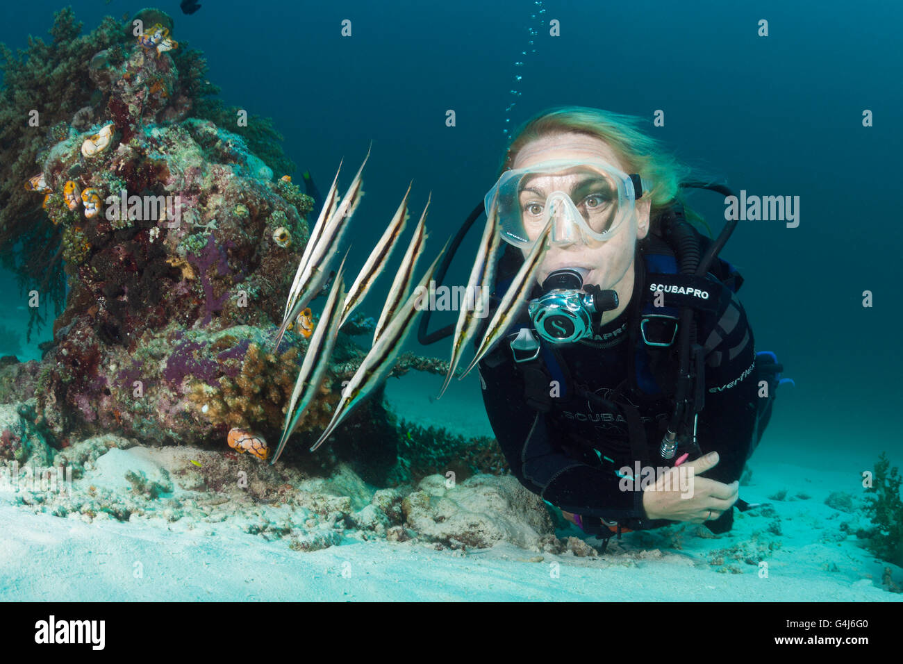 Diver and Shoal of Razorfish, Aeoliscus strigatus, Ambon, Moluccas, Indonesia Stock Photo