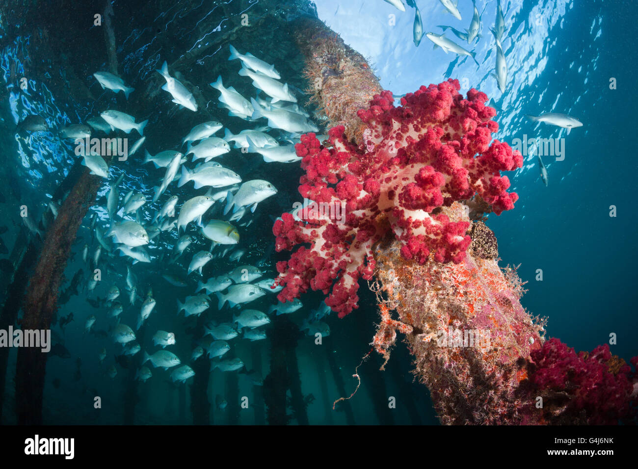 Brassy Rudderfish under Aborek Jetty, Kyphosus vaigiensis, Raja Ampat, West Papua, Indonesia Stock Photo