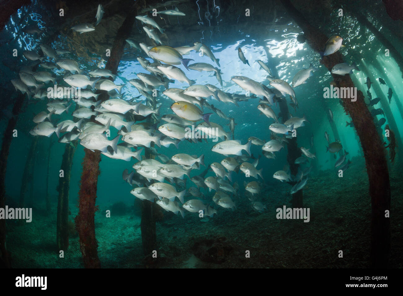 Brassy Rudderfish under Aborek Jetty, Kyphosus vaigiensis, Raja Ampat, West Papua, Indonesia Stock Photo