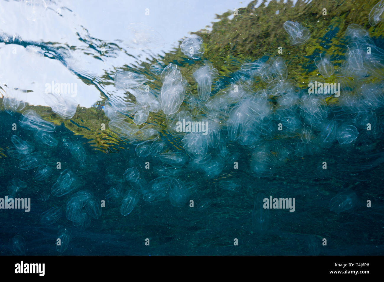 Aggregation of Moon Jellyfish, Aurelia aurita, Raja Ampat, West Papua, Indonesia Stock Photo