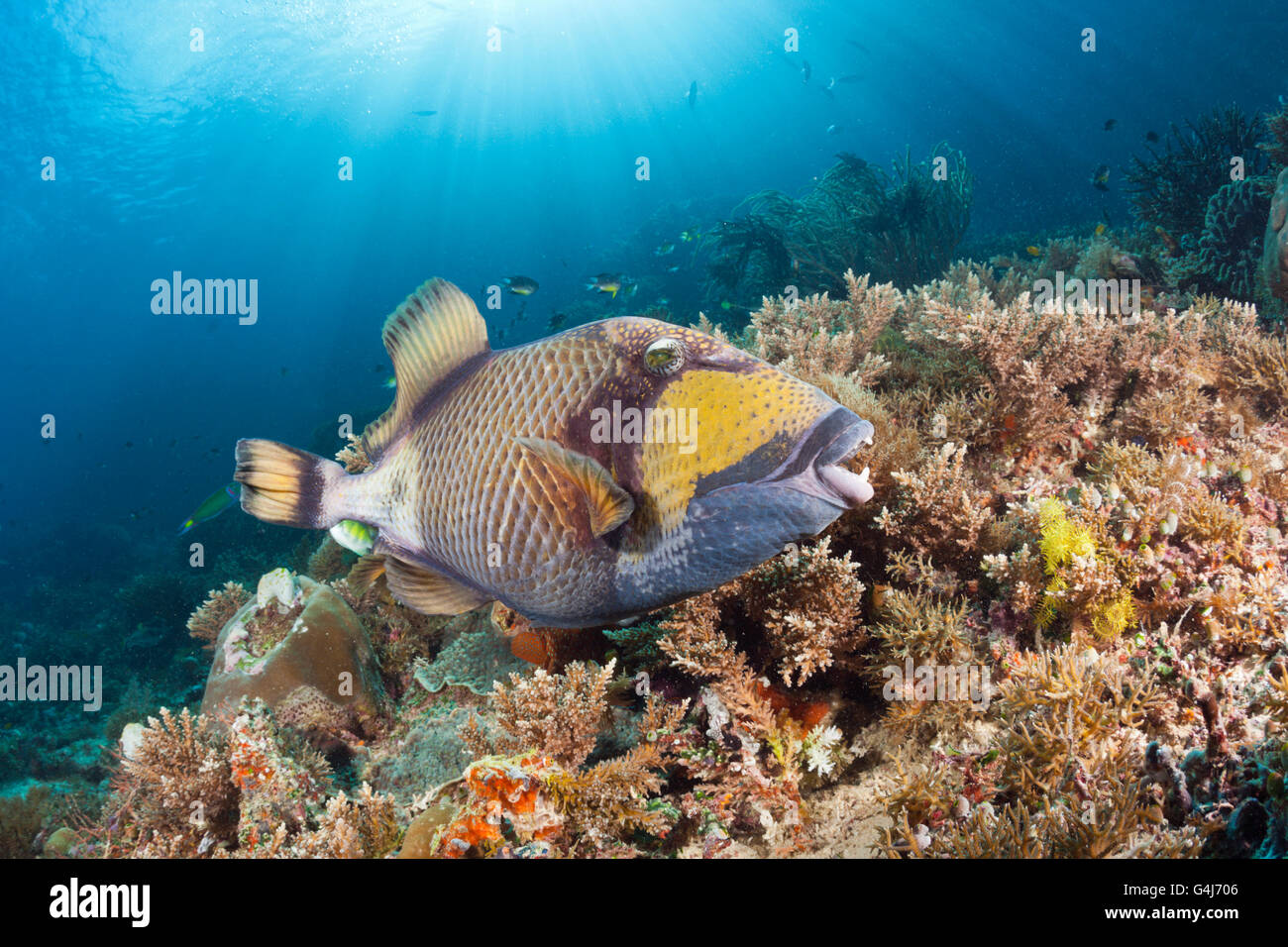 Giant Triggerfish, Balistoides viridescens, Raja Ampat, West Papua, Indonesia Stock Photo