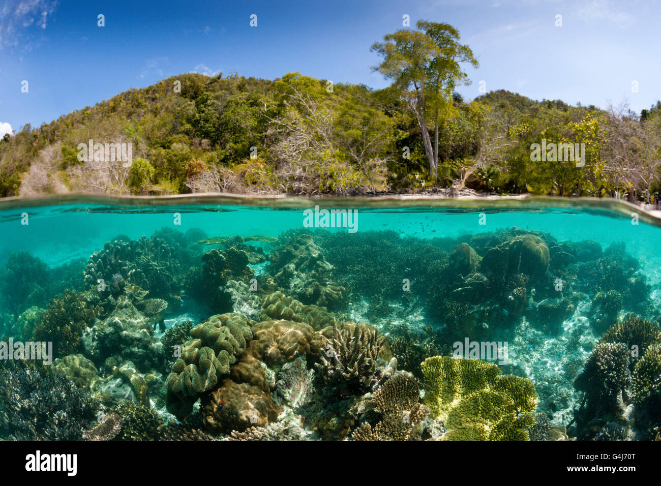 Corals in shallow Water, Raja Ampat, West Papua, Indonesia Stock Photo