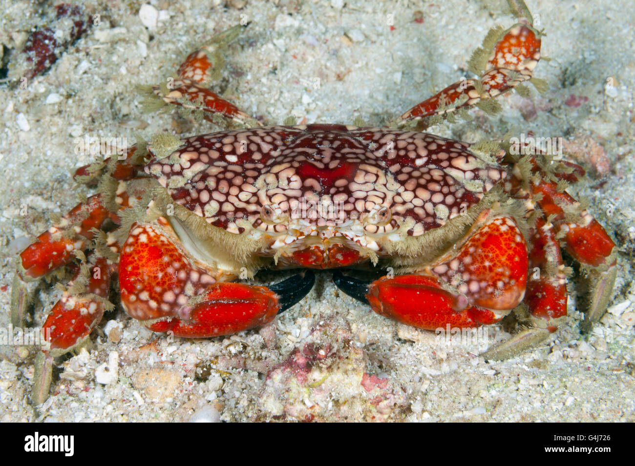 Splendid Round Crab, Etisus sp., Raja Ampat, West Papua, Indonesia Stock Photo