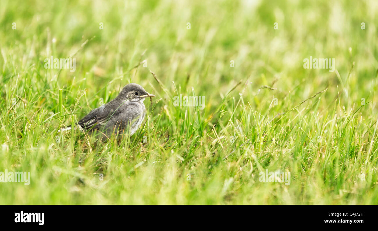 White wagtail Chick in grass. Stock Photo