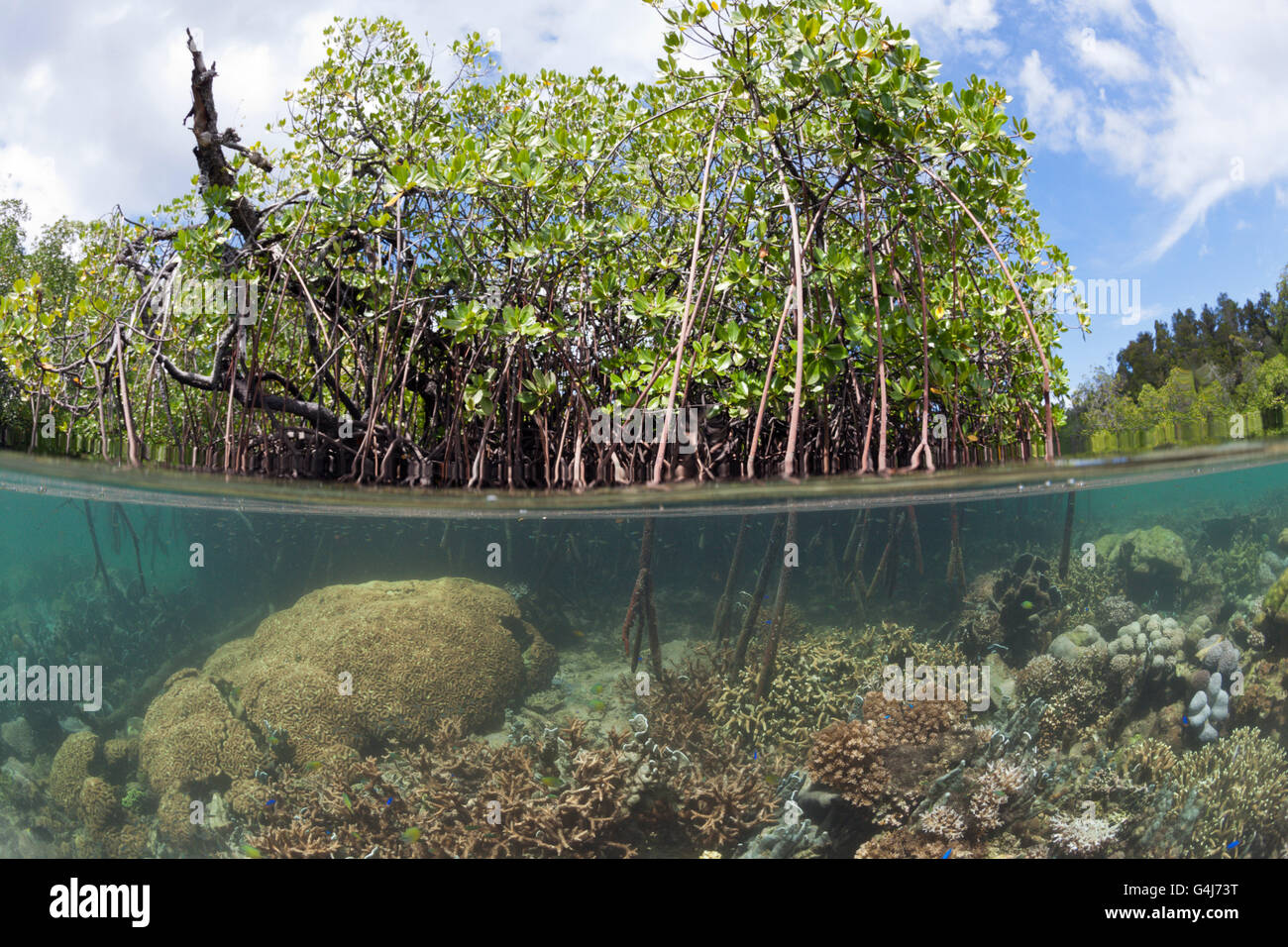 Corals growing under Mangroves, Raja Ampat, West Papua, Indonesia Stock Photo