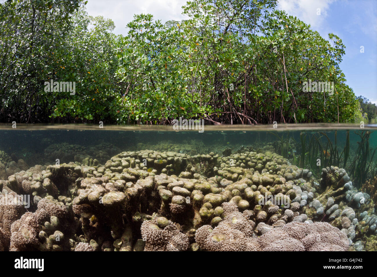 Corals growing under Mangroves, Raja Ampat, West Papua, Indonesia Stock Photo