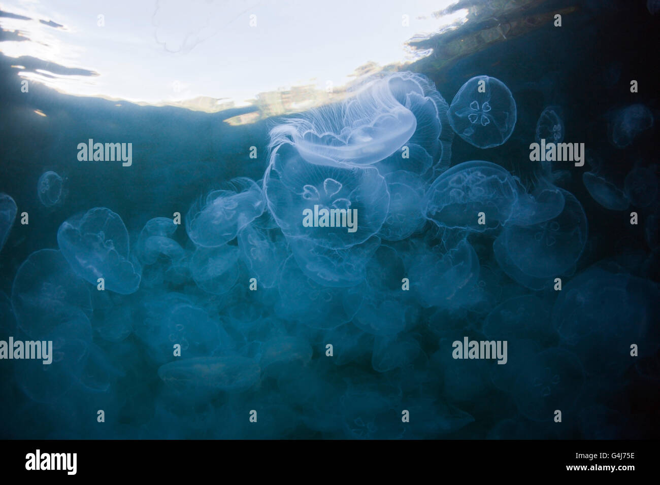 Aggregation of Moon Jellyfish, Aurelia aurita, Raja Ampat, West Papua, Indonesia Stock Photo