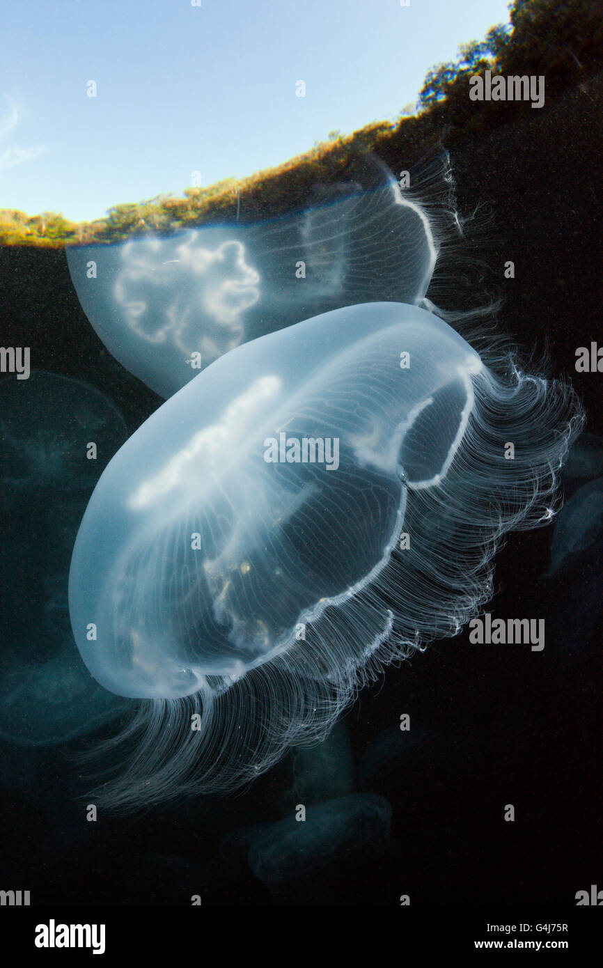 Moon Jellyfish, Aurelia aurita, Raja Ampat, West Papua, Indonesia Stock Photo
