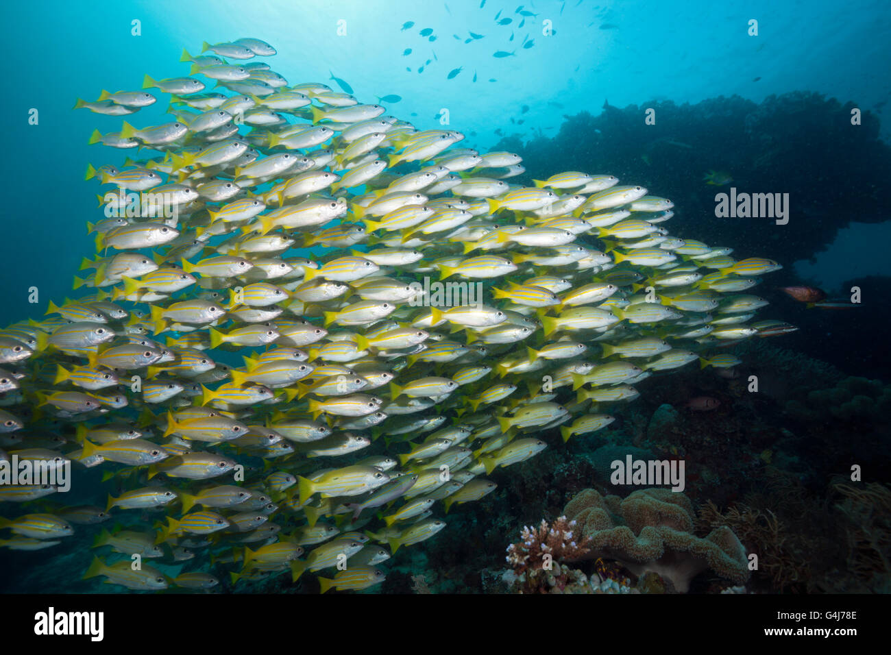 Shoal of Bengal Snapper and Big-eye Snapper, Lutjanus bengalensis, Lutjanus lutjanus, Raja Ampat, West Papua, Indonesia Stock Photo