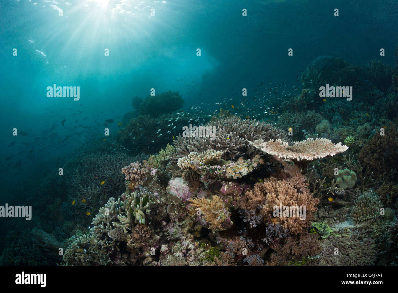 Coral Reef of Leather Corals, Raja Ampat, West Papua, Indonesia Stock Photo