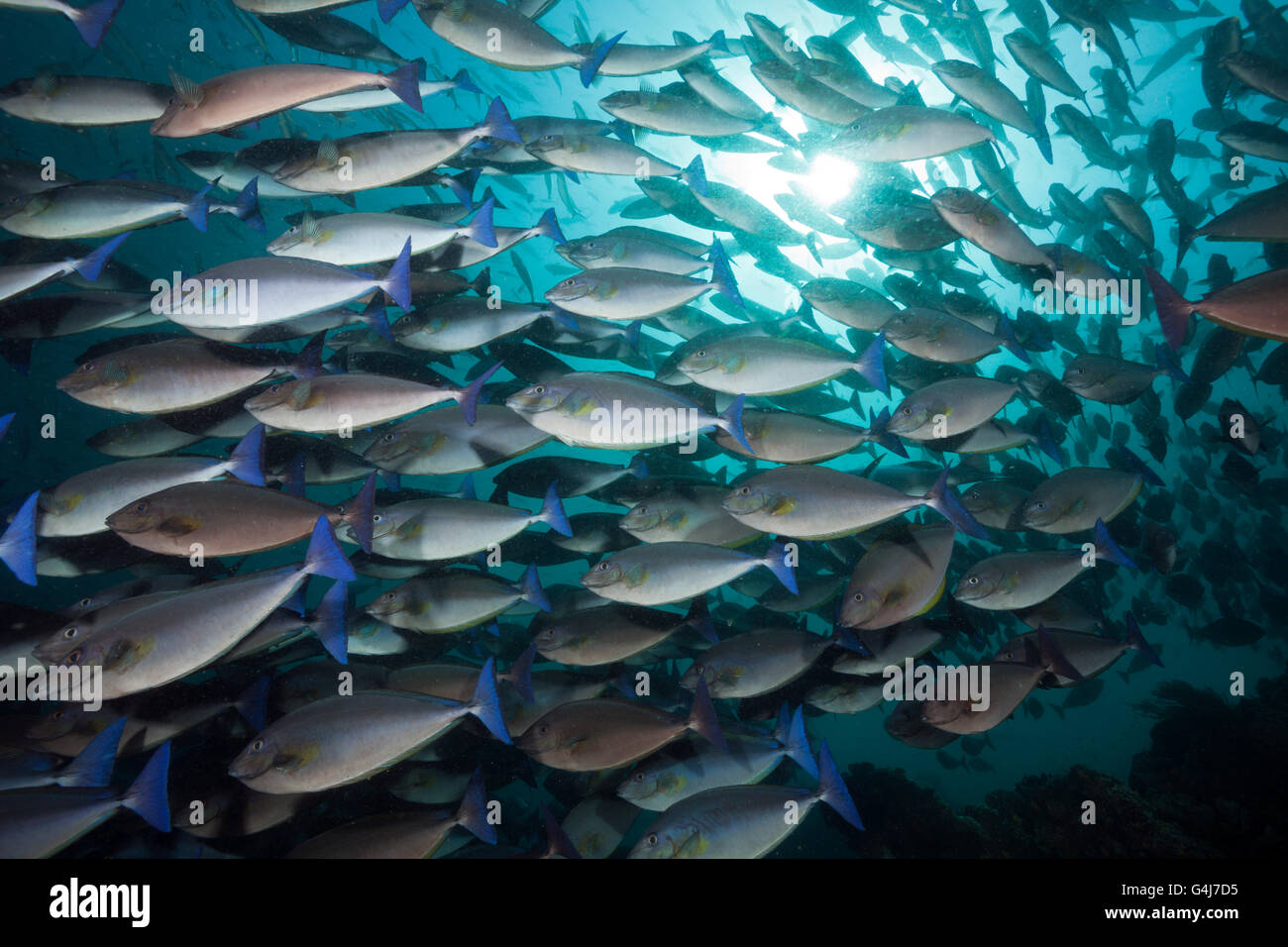 Shoal of Blue-tailed Unicornfish, Naso caeruleocauda, Raja Ampat, West Papua, Indonesia Stock Photo