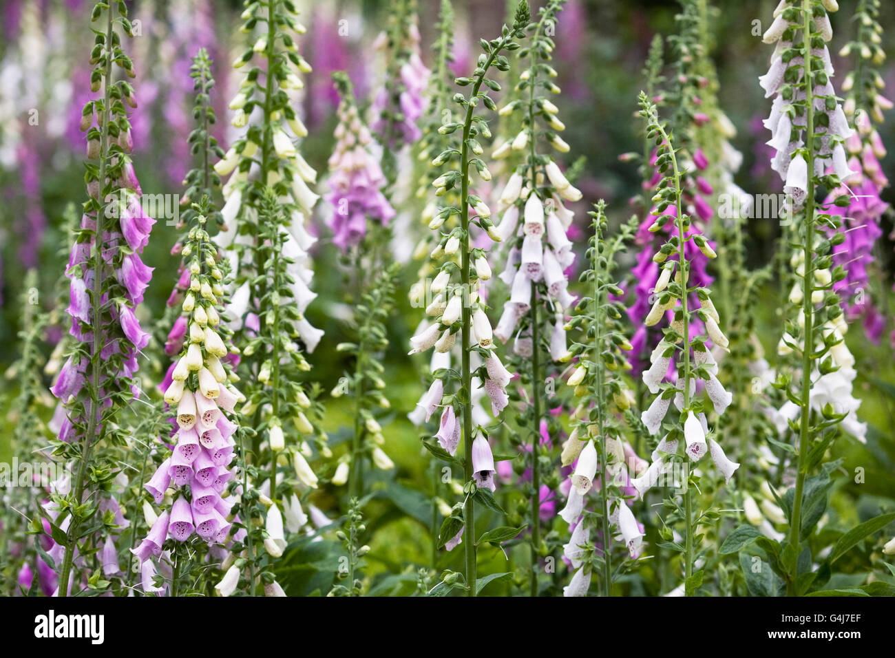 Digitalis hires stock photography and images Alamy