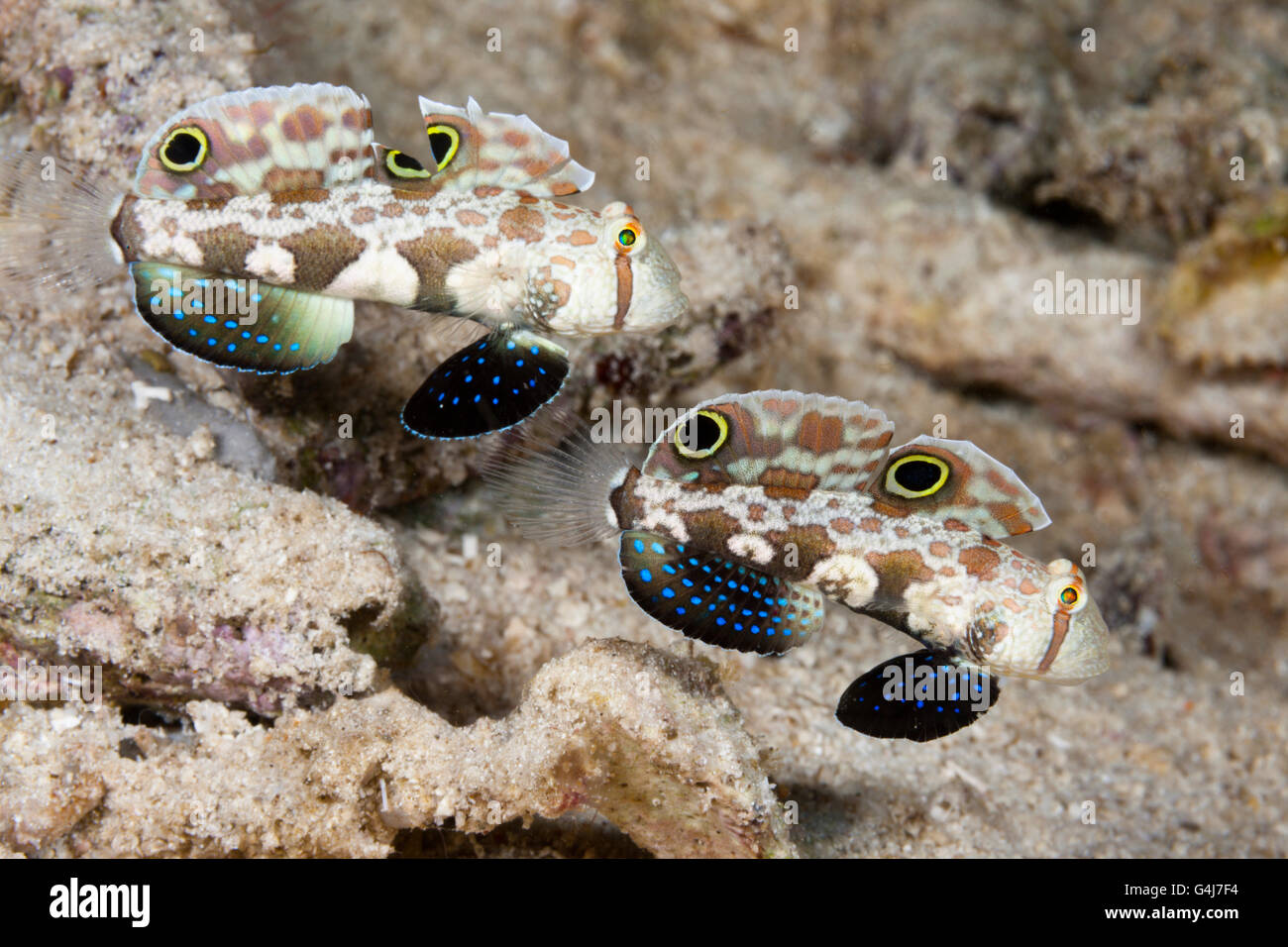 Pair of CrabEye Goby, Signigobius biocellatus, Raja Ampat, West Papua