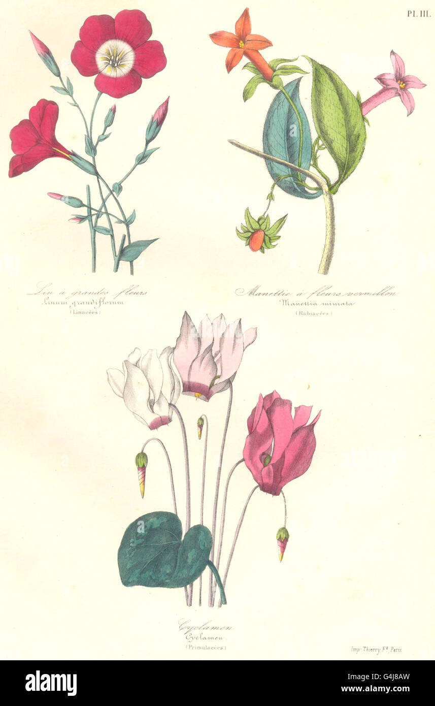 BOTANICALS: Linum grandiflorum; Manettia miniata; Cyclamen, antique print 1852 Stock Photo