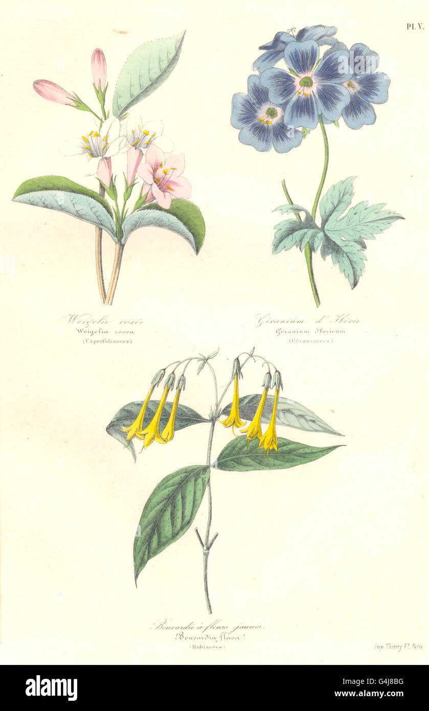 BOTANICALS: Weigelia Vosea; Bouvardia flava, antique print 1852 Stock Photo