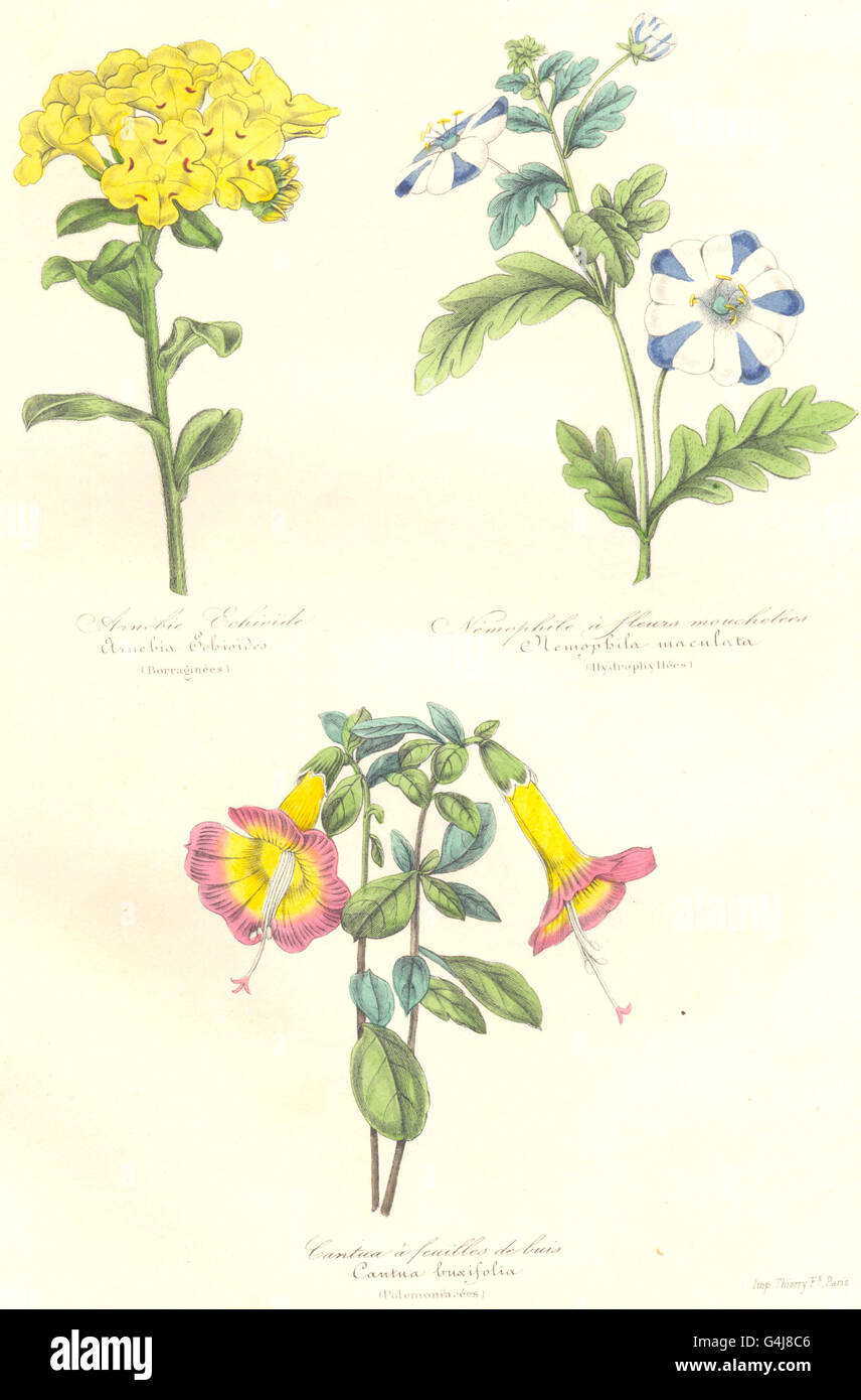 BOTANICALS: Arnebia Echiodies; cantua buxifolia, antique print 1852 Stock Photo
