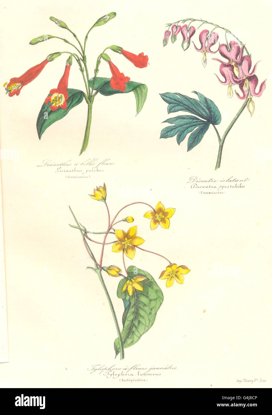 BOTANICALS: Lisianthus puleber; Dicentra spectabilis; tylophora lutescens, 1852 Stock Photo