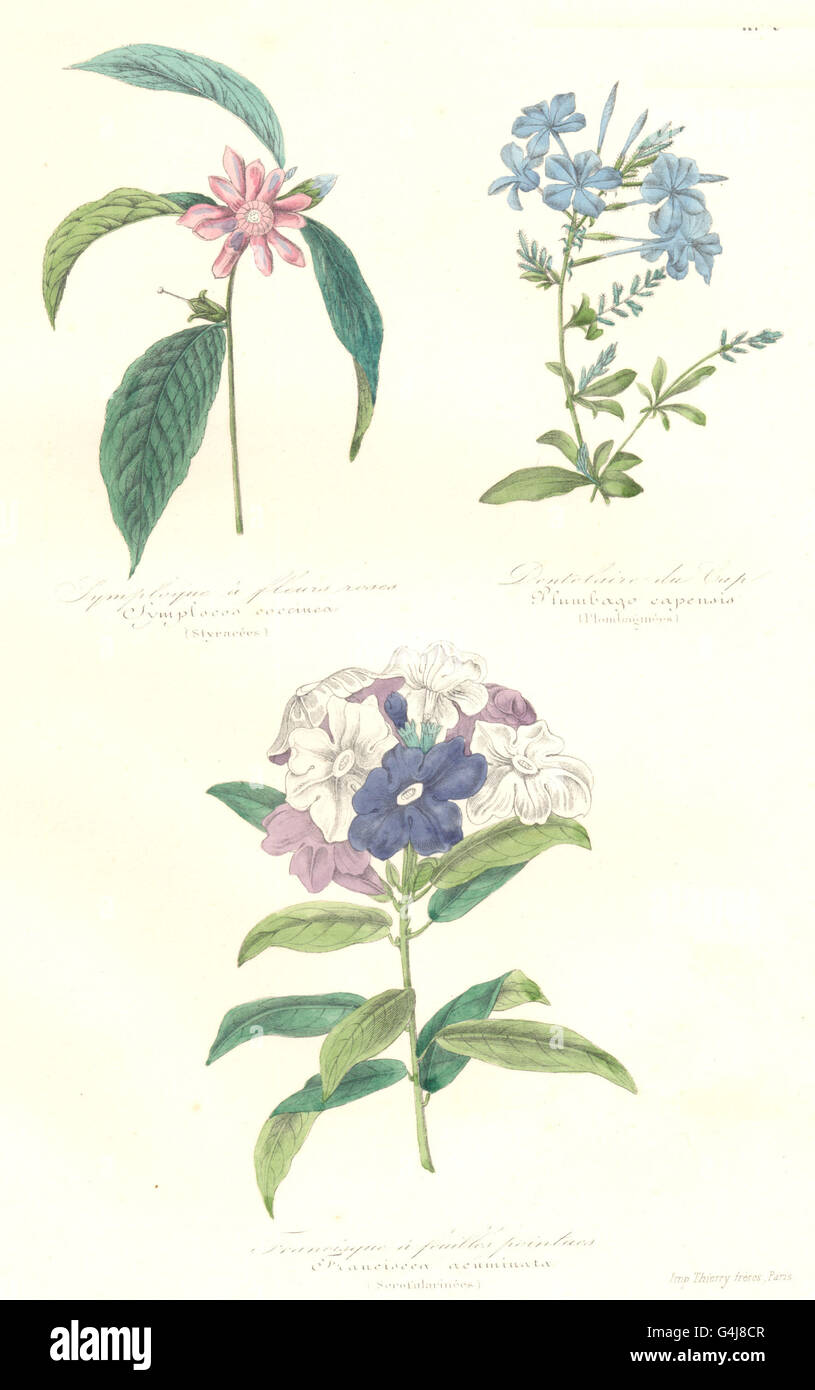 BOTANICALS: symplocos coccinea; plumbago capensis; franciscea acuminata, 1852 Stock Photo