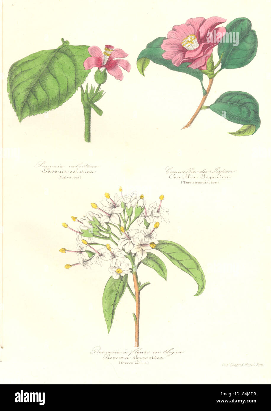 BOTANICALS: Pavonia schutina; camellia japonica; reevesia thyrsoidea, 1852 Stock Photo