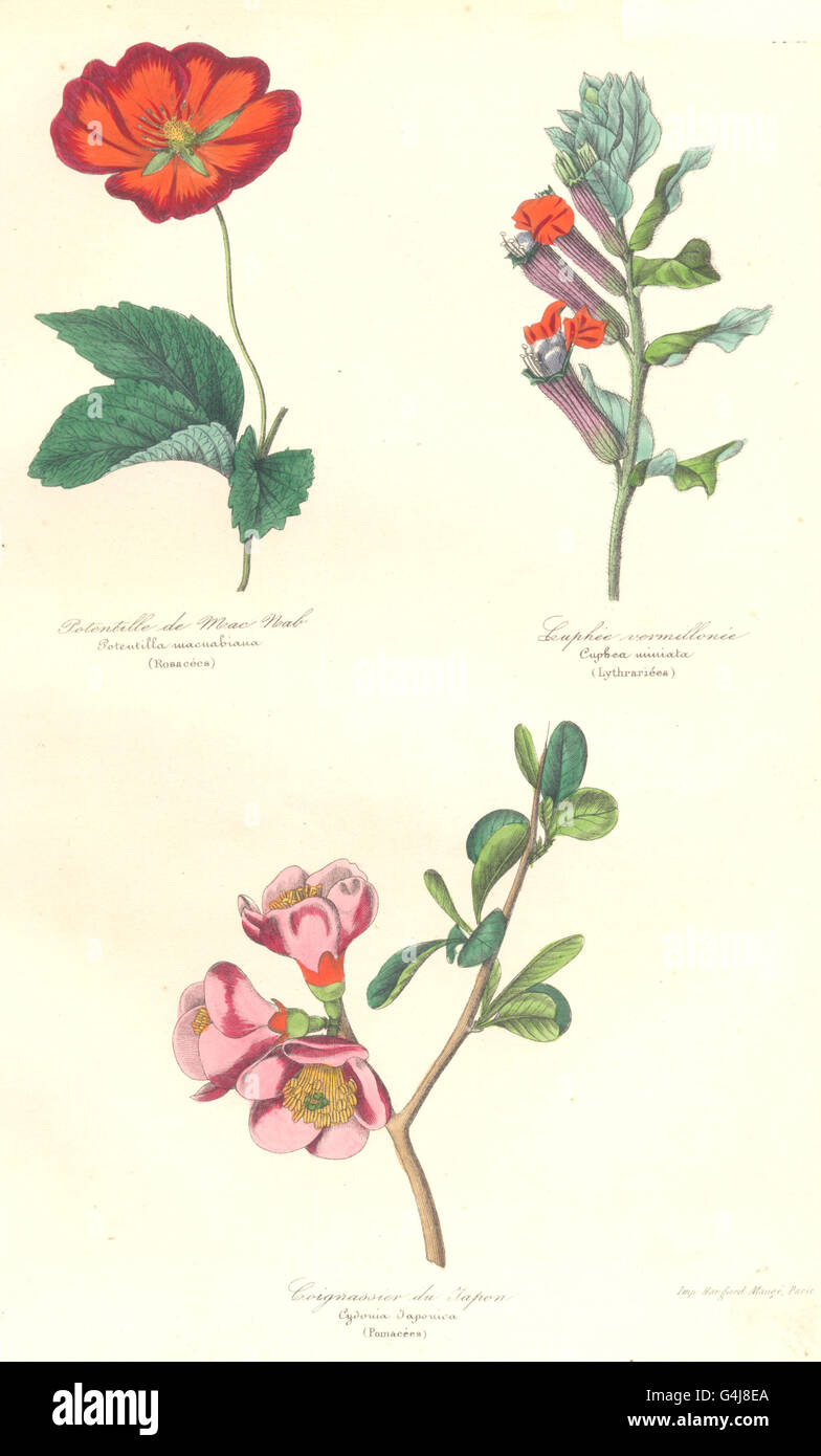 BOTANICALS: potentilla macuabiana; cuphea miniata; cydonia japonica, 1852 Stock Photo