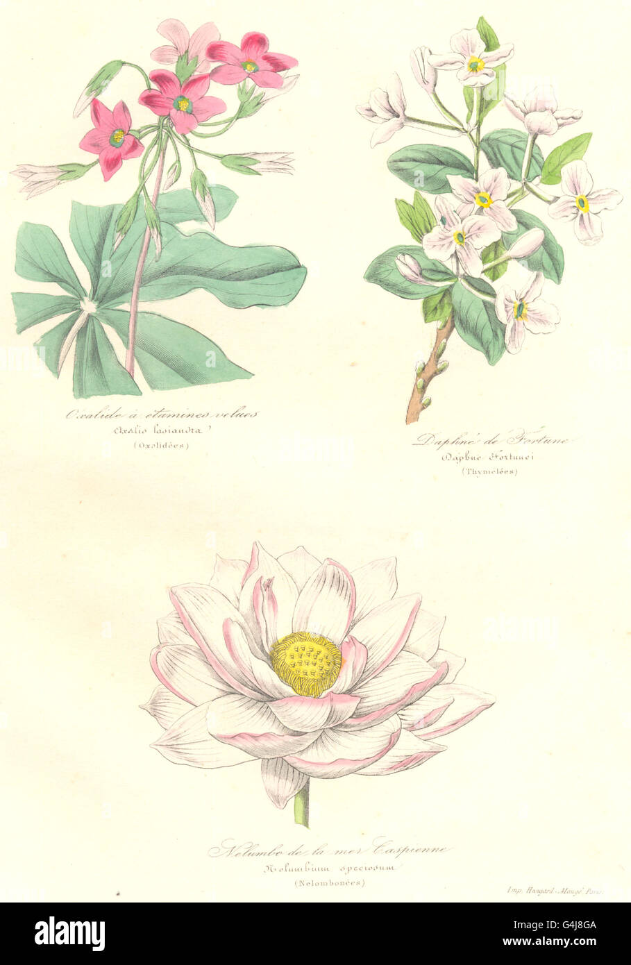 BOTANICALS: oxalis lasiandra; daphne fortunei; nelumbium speciosum, print 1852 Stock Photo
