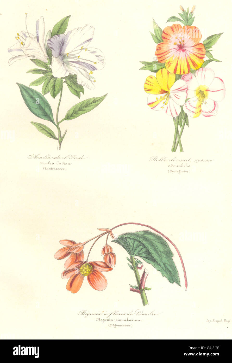 INDE:Azalée,azalea indica;Belle nuit,mirabilis;Begonia cinabre,cinnabarina, 1852 Stock Photo