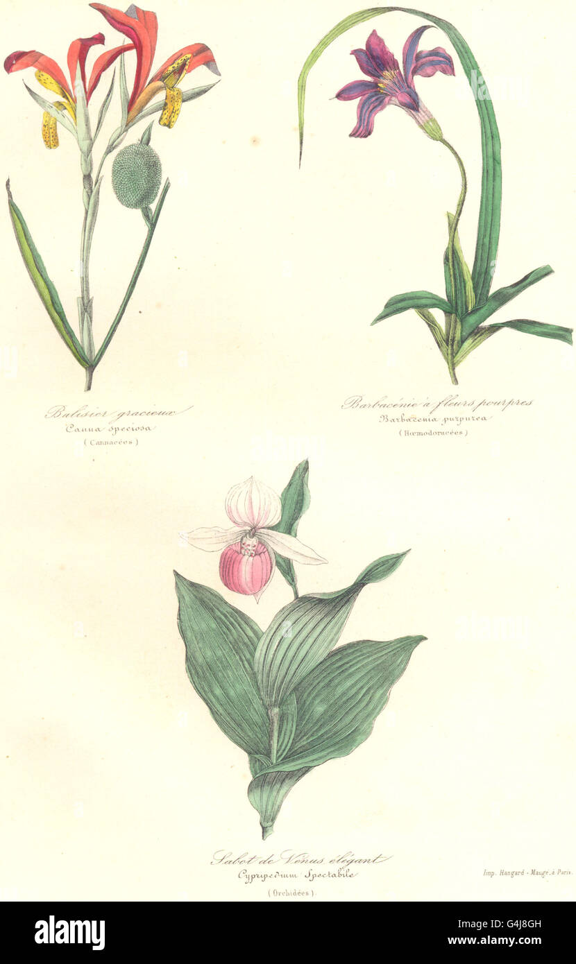 BOTANICALS: canna speciosa; barbacenia purpurea; cypripedium spectabile, 1852 Stock Photo
