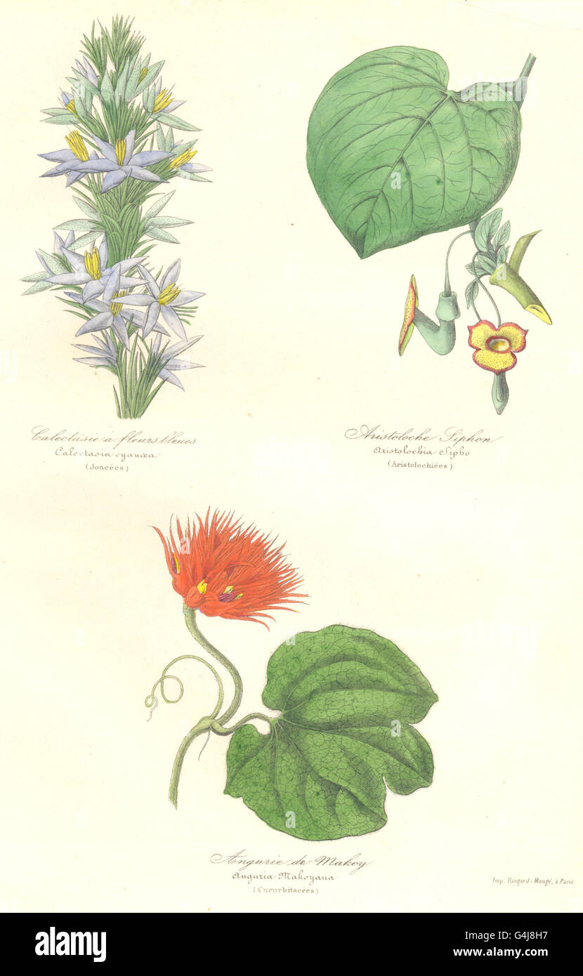 BOTANICALS: Calectasia cyanea; Aristolochia sipho; anguria makoyana, 1852 Stock Photo