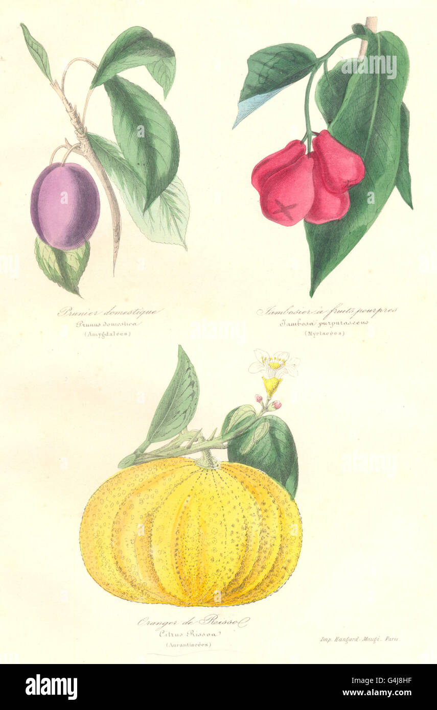 BOTANICALS: prunus domestica; citrus rissoa, antique print 1852 Stock Photo