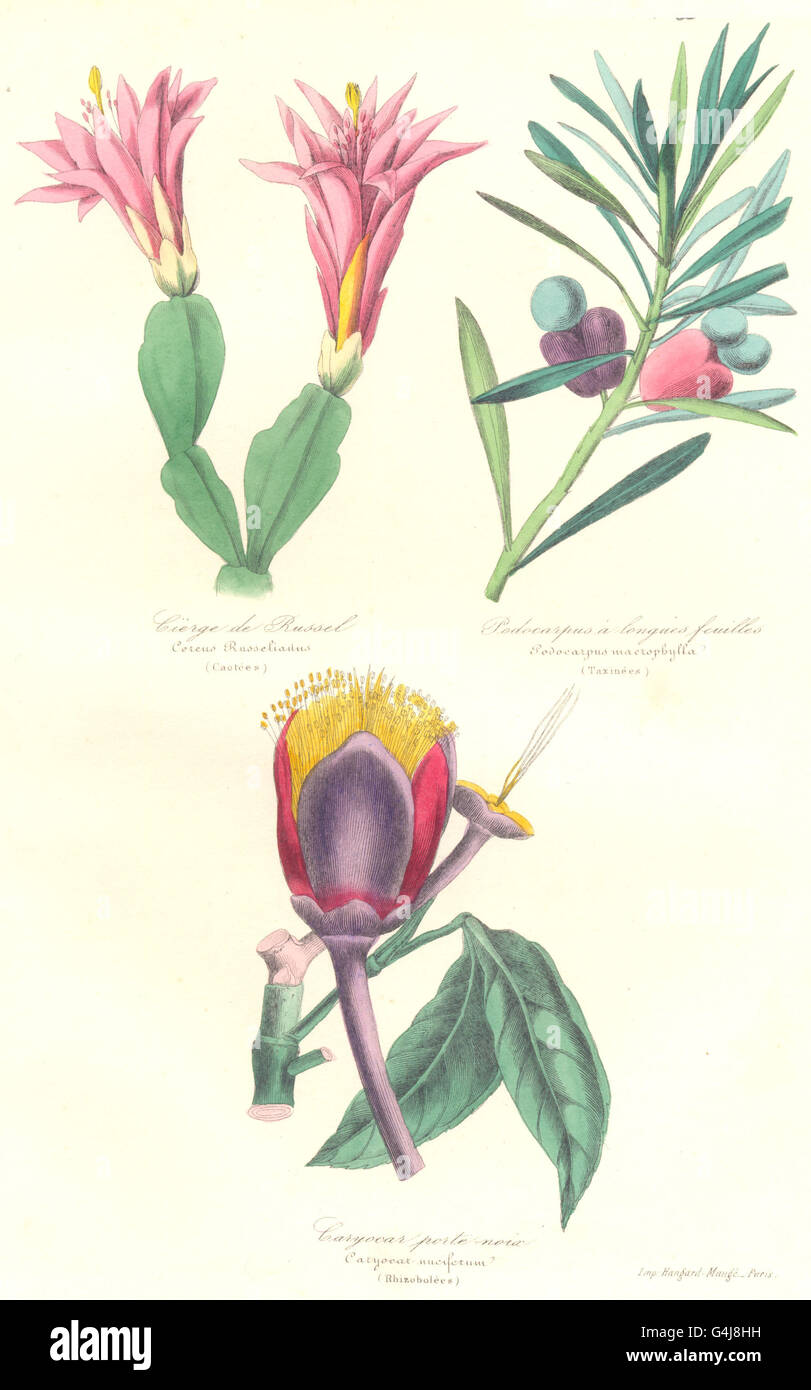 BOTANICALS: Cereus russelianus; podocarpus macrophylla; caryocar nuciferum, 1852 Stock Photo