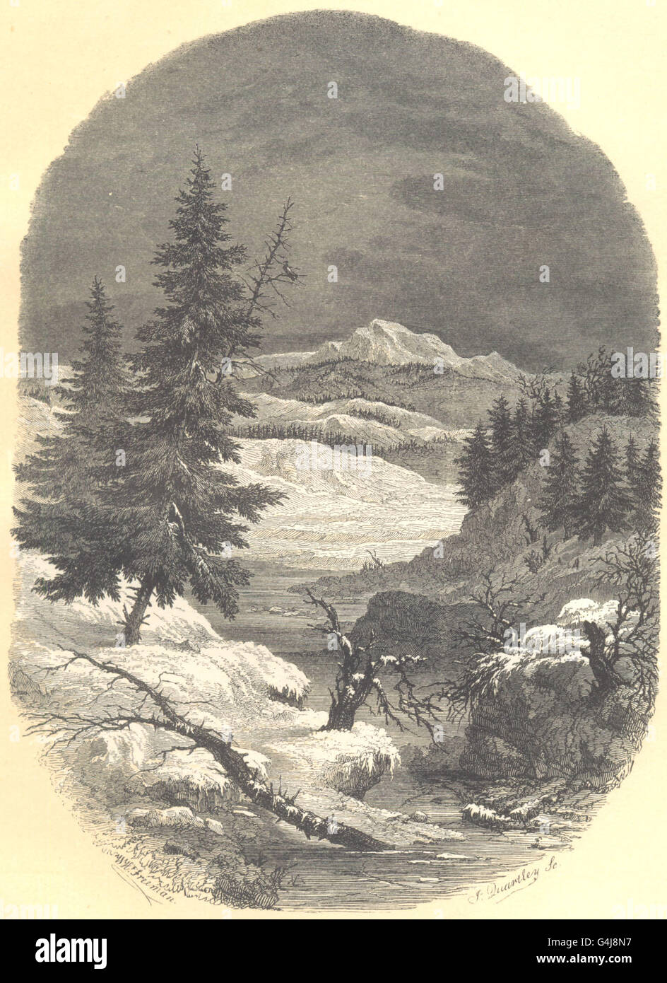 NORWAY: Sapins de Norvege. Abies excelsa. (Abiétinées) , antique print 1852 Stock Photo